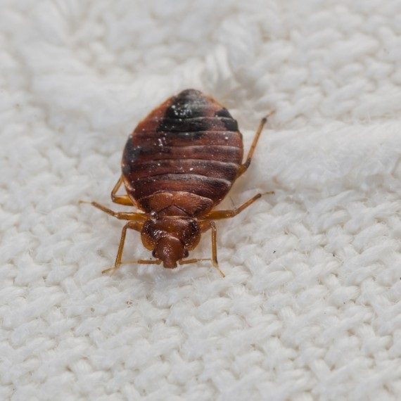 Bed Bugs, Pest Control in Cricklewood, NW2. Call Now! 020 8166 9746