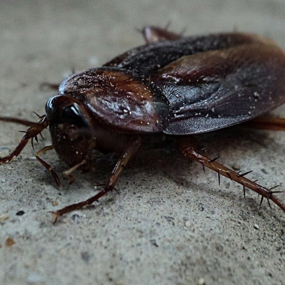Cockroaches, Pest Control in Cricklewood, NW2. Call Now! 020 8166 9746