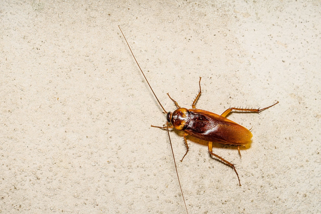 Cockroach Control, Pest Control in Cricklewood, NW2. Call Now 020 8166 9746