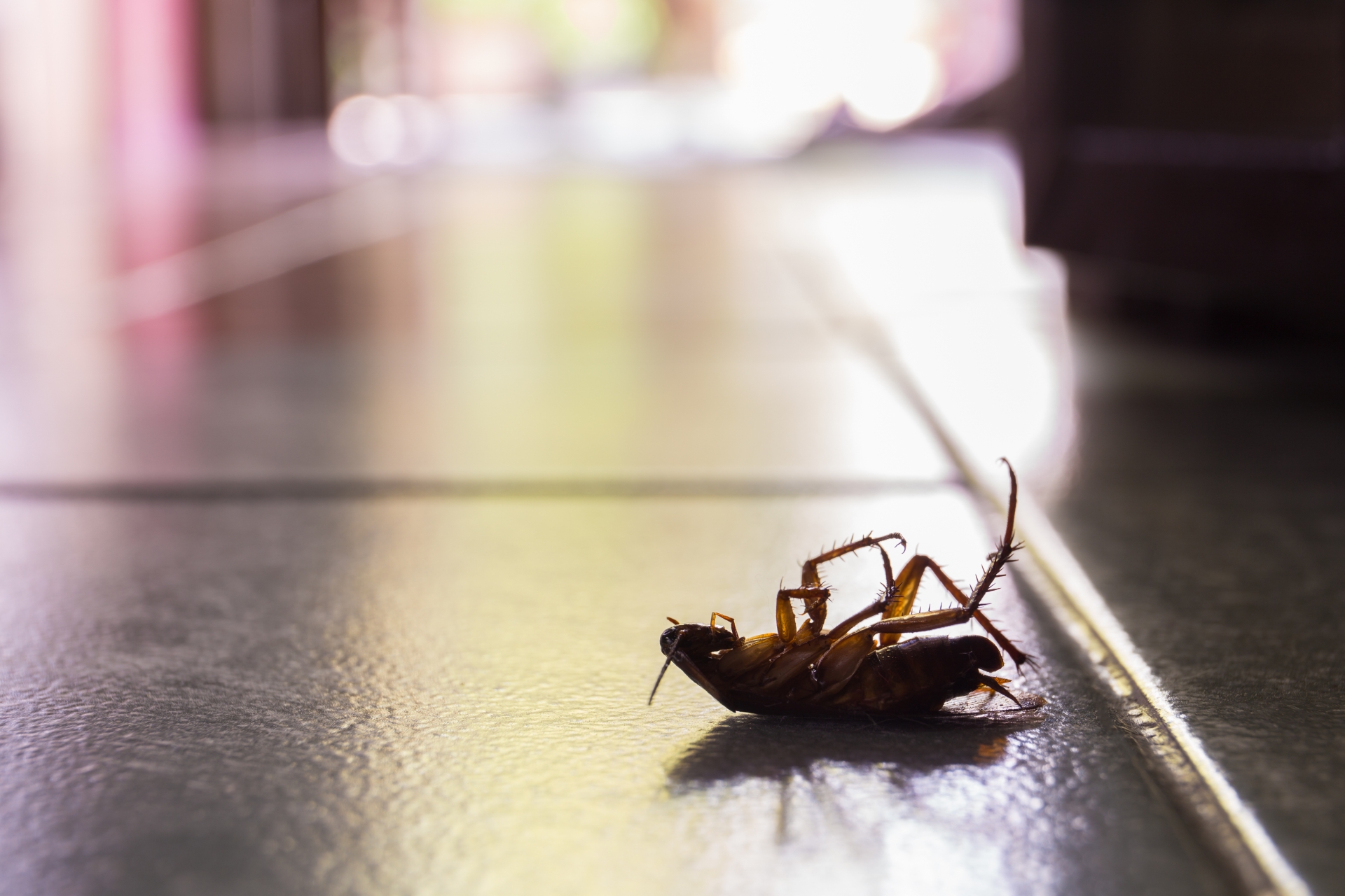 Cockroach Control, Pest Control in Cricklewood, NW2. Call Now 020 8166 9746