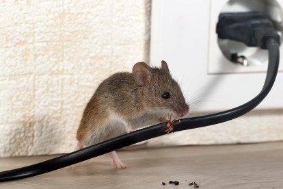 Pest Control in Cricklewood, NW2. Call Now! 020 8166 9746