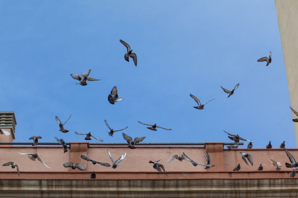 Pigeon Pest, Pest Control in Cricklewood, NW2. Call Now 020 8166 9746