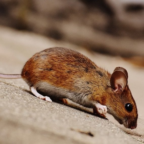 Mice, Pest Control in Cricklewood, NW2. Call Now! 020 8166 9746