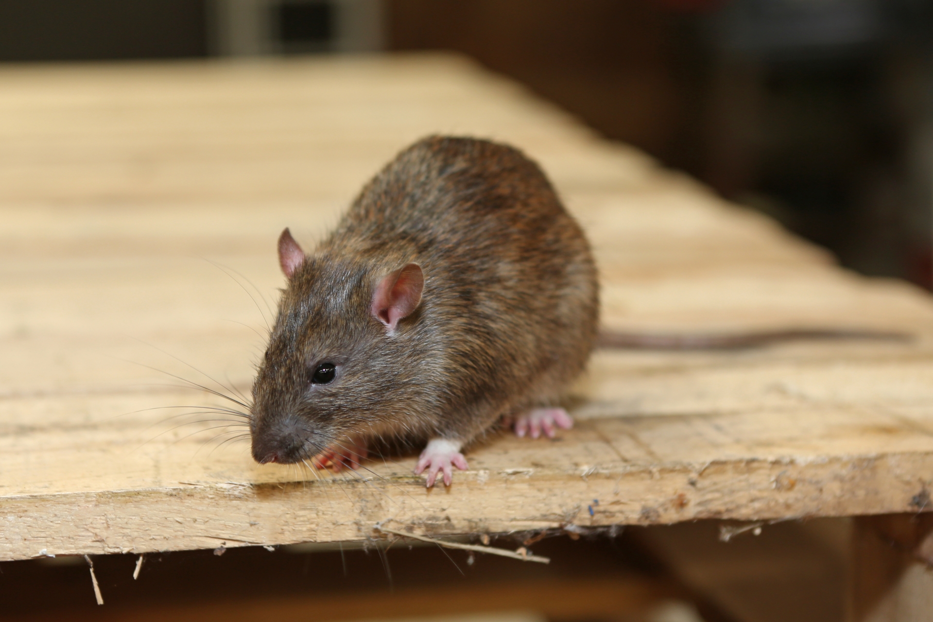 Rat Control, Pest Control in Cricklewood, NW2. Call Now 020 8166 9746