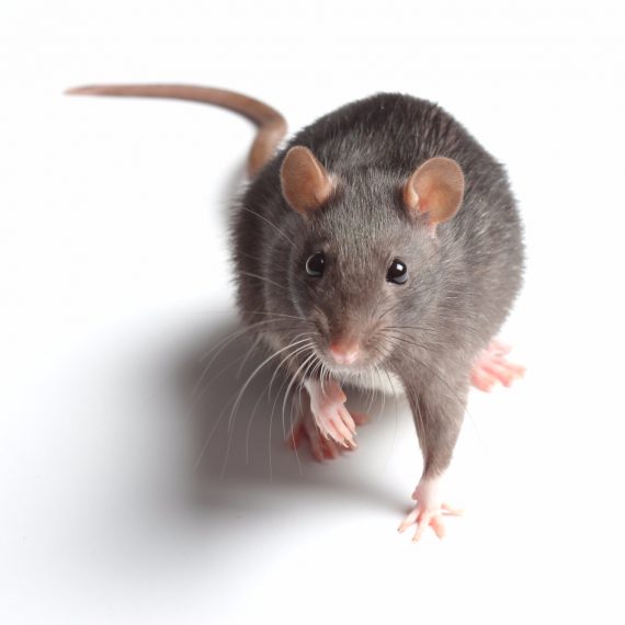 Rats, Pest Control in Cricklewood, NW2. Call Now! 020 8166 9746