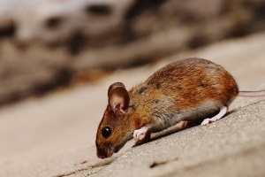 Mouse extermination, Pest Control in Cricklewood, NW2. Call Now 020 8166 9746