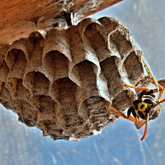 Wasps Nest, Pest Control in Cricklewood, NW2. Call Now! 020 8166 9746